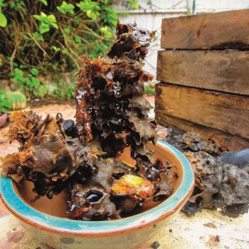 Sesc Thermas promove atividades de sustentabilidade; enfoque do mês são abelhas nativas